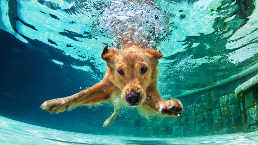 perros piscina