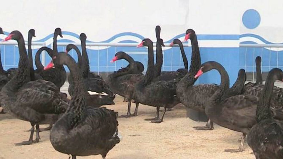cisnes negros