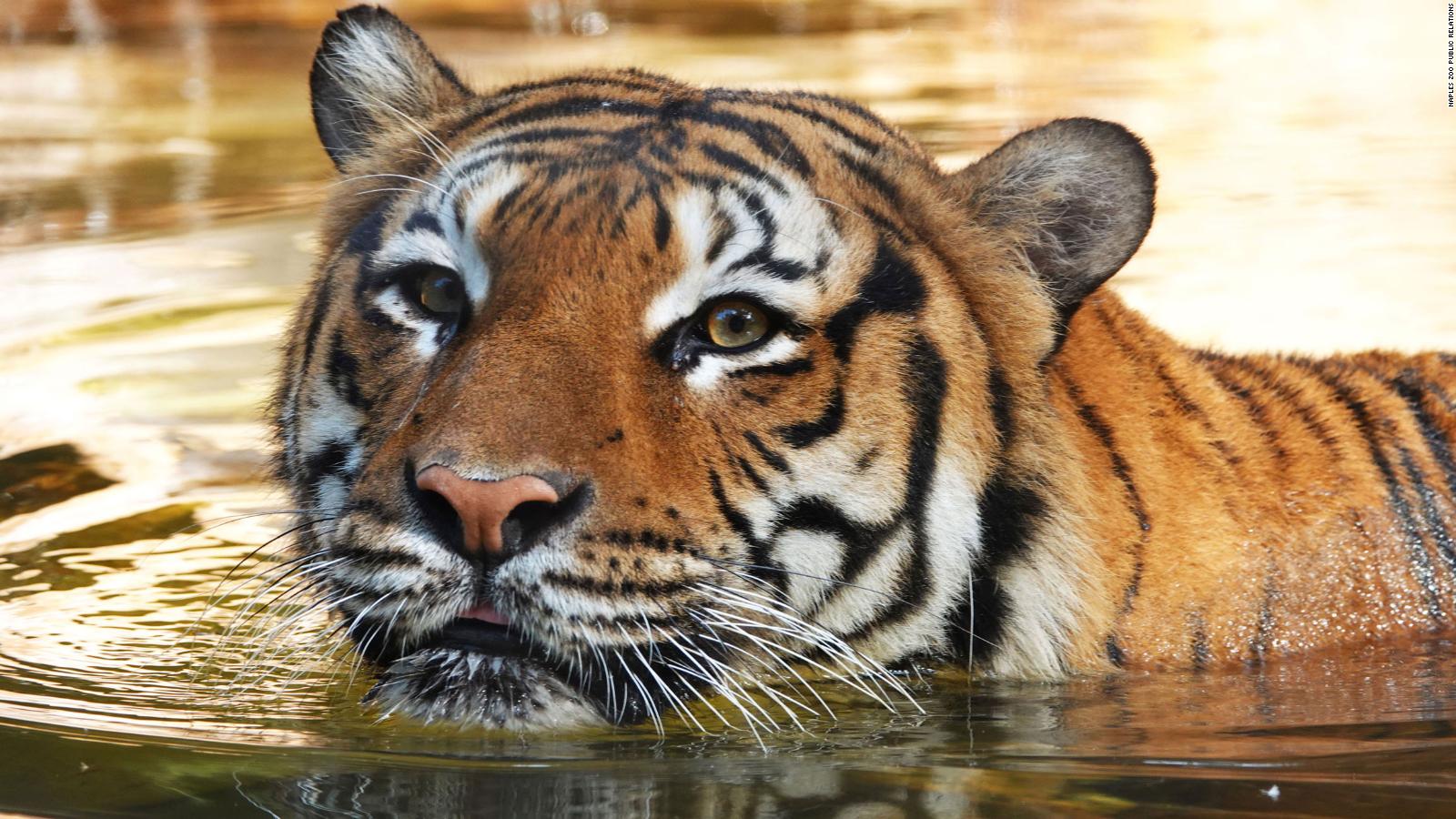 tigre atacado zoológico