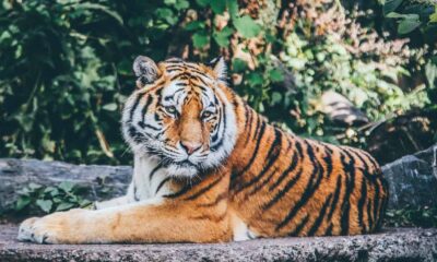 tigre atacado zoológico