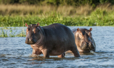 hipopótamos Colombia