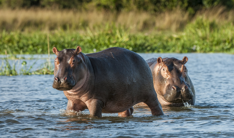 hipopótamos Colombia