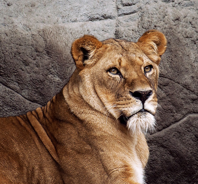 leona guadián