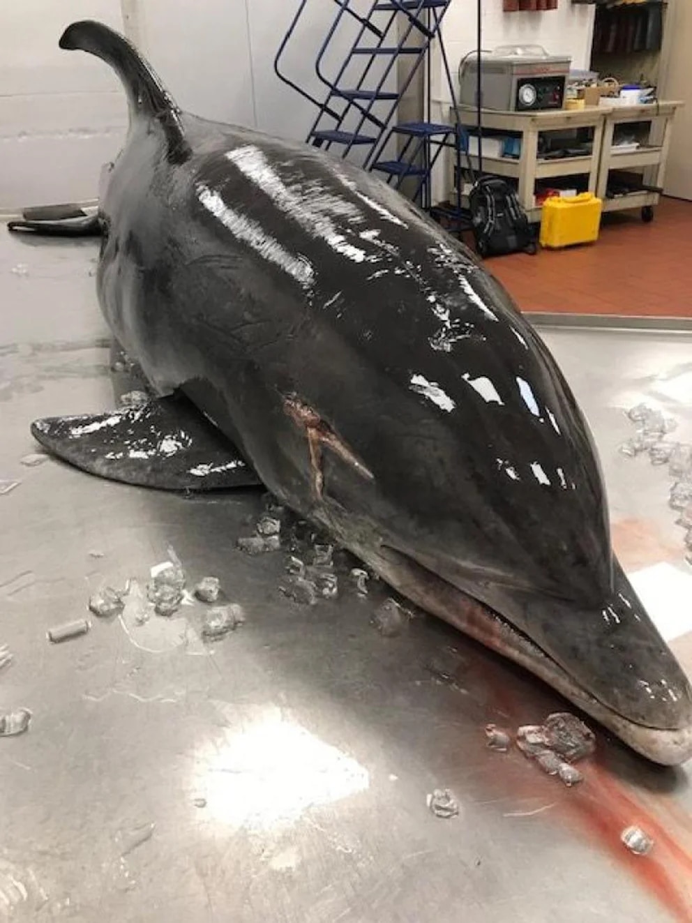 Delfín apuñalado