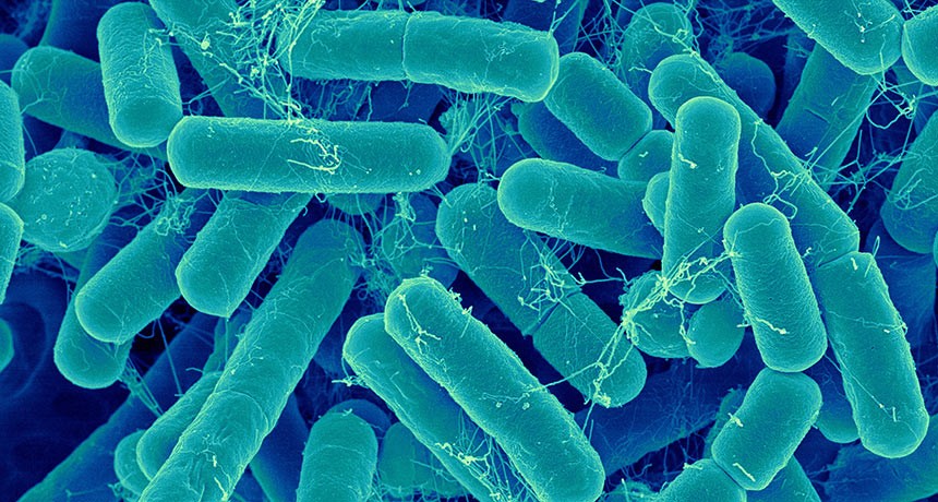 bacterias antártida