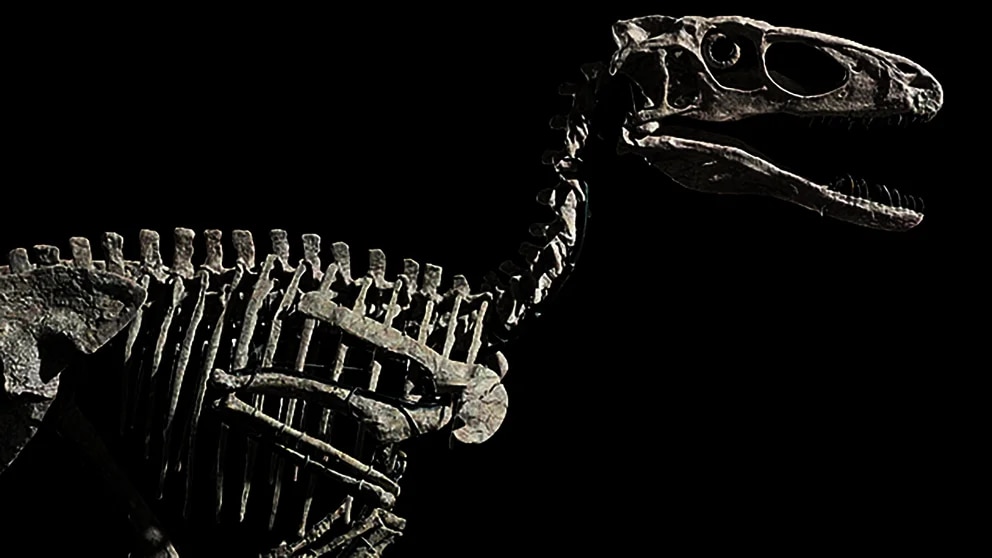 esqueleto dinosaurio