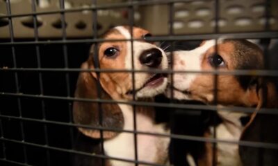 beagles buscan hogar