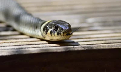 niña mordisco serpiente