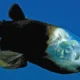 pez cabeza transparente