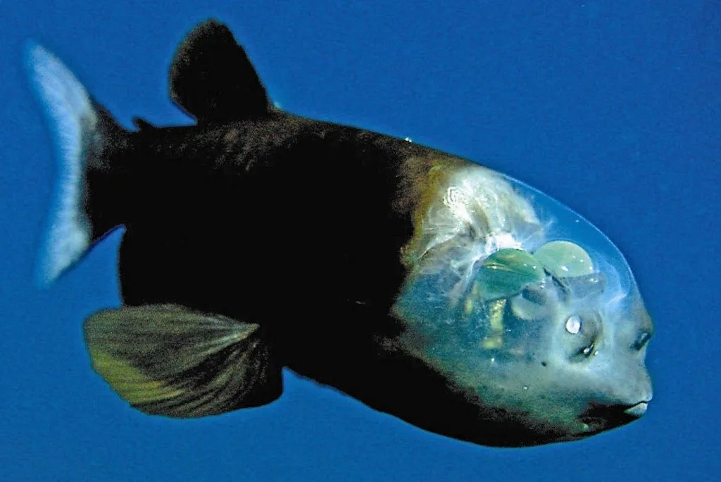 pez cabeza transparente