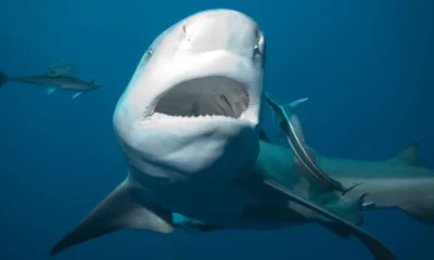 selfies tiburones