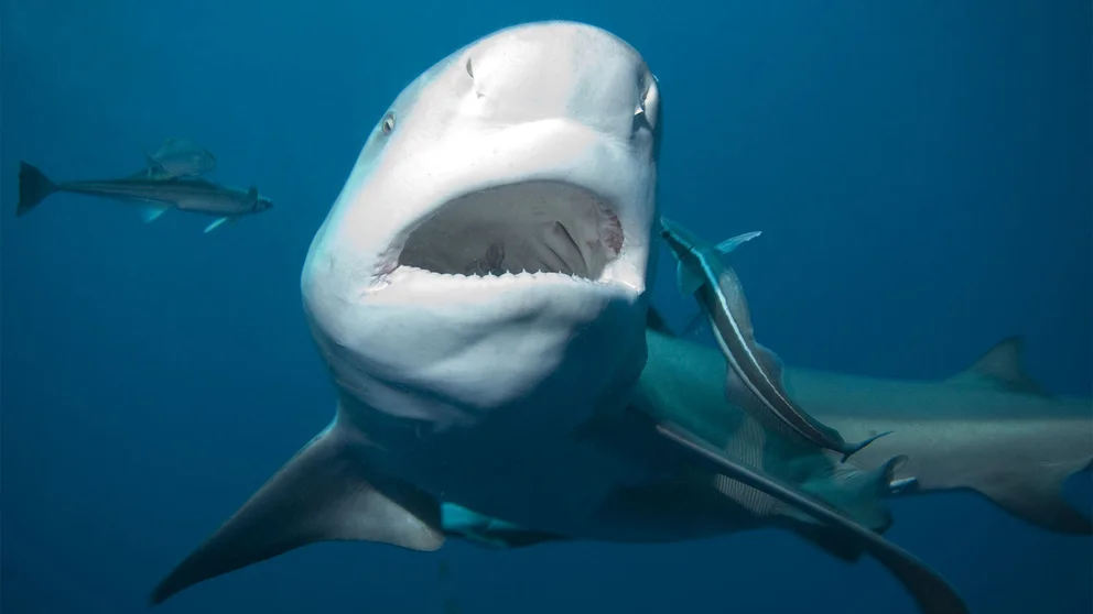 selfies tiburones