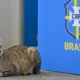 Brasil maltrato animal