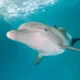 nicholas delfín mundial