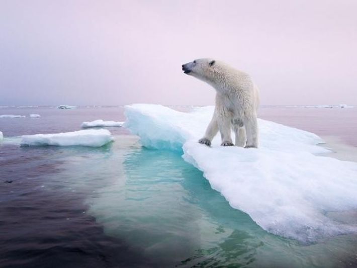 oso polar Alaska