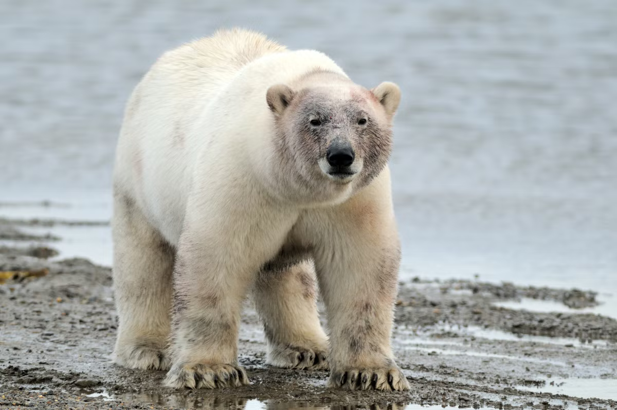 oso polar Alaska