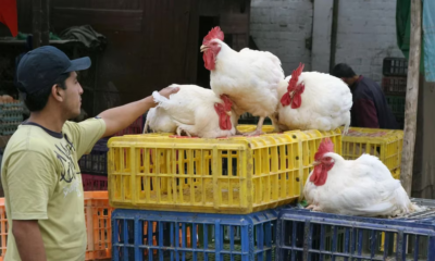 Ecuador gripe aviar