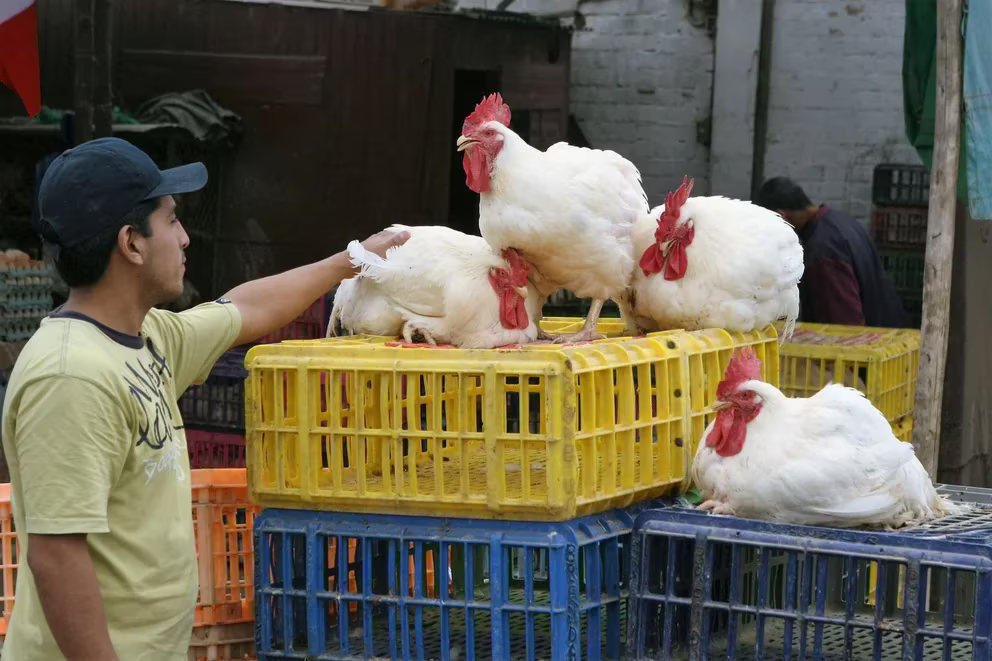 Ecuador gripe aviar