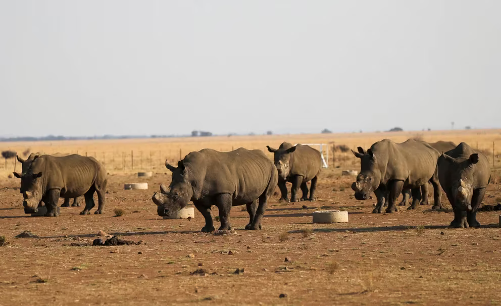 subastarán rinocerontes internet