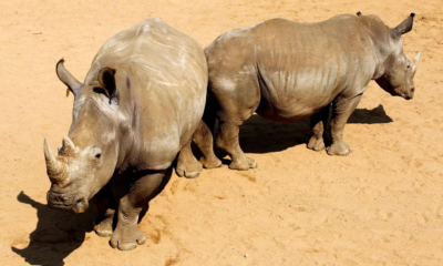 subastarán rinocerontes internet