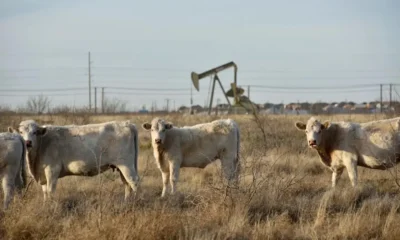 Explosión Texas vacas